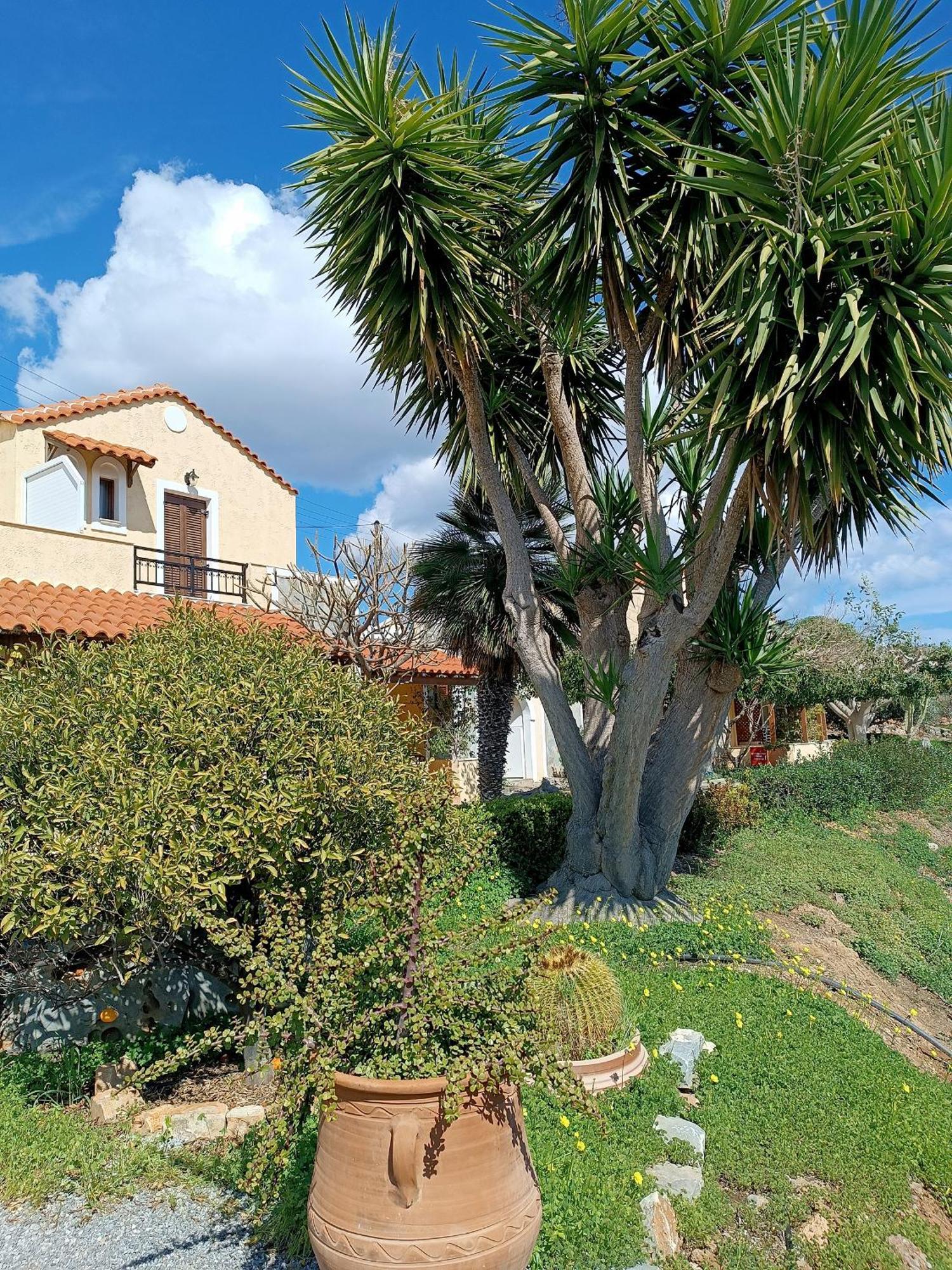 Villa Amalia Palekastro Exteriör bild
